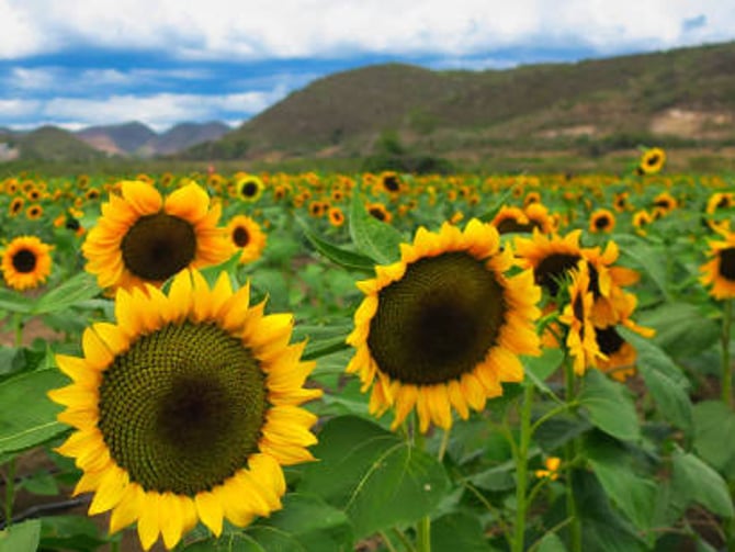 Sunflowers Field